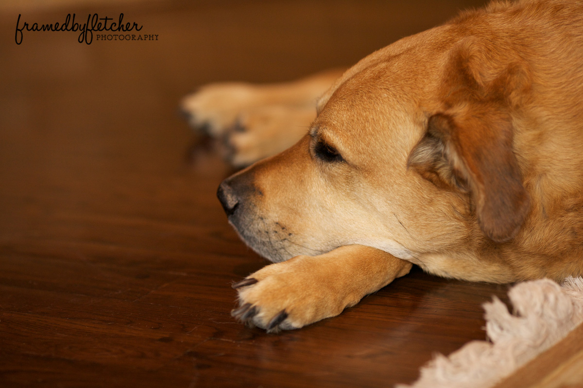 HoustonFamilyPhotographerKent 023